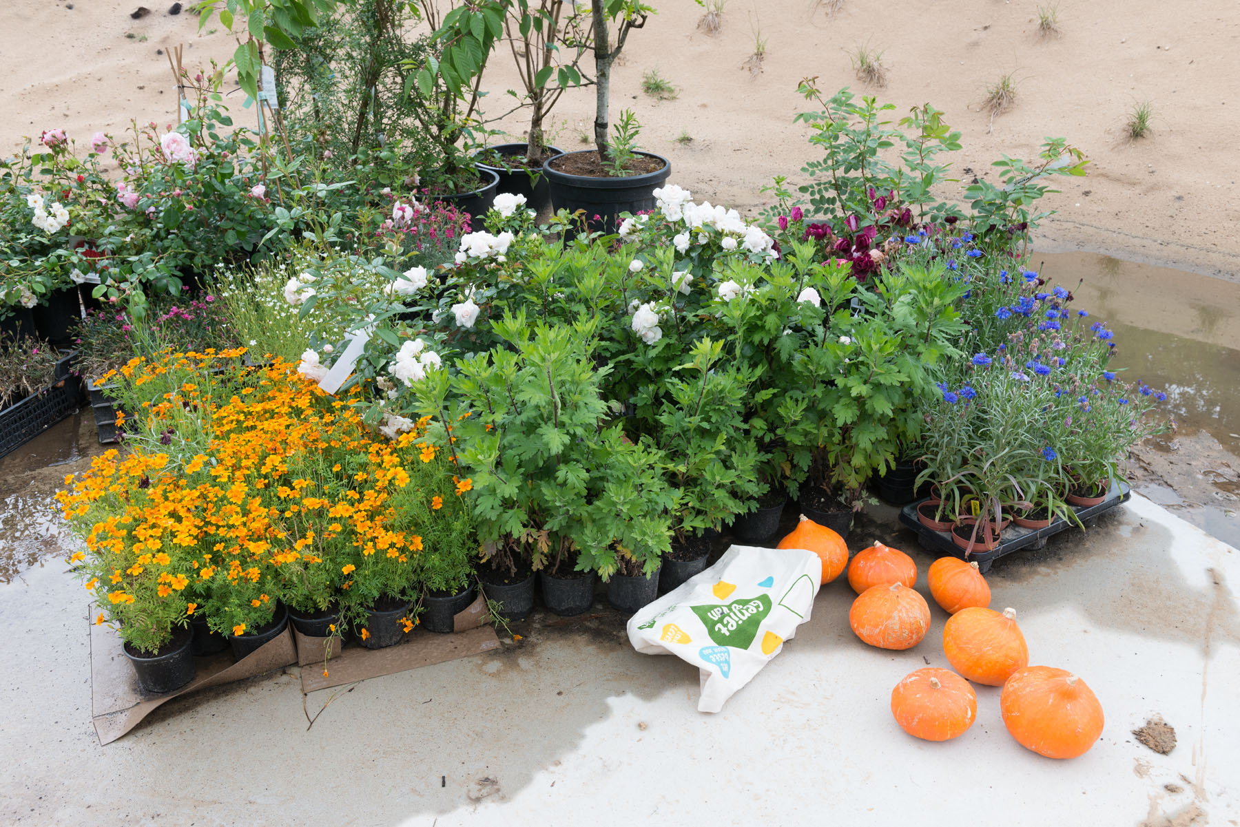 planten voor La Saison des Fêtes