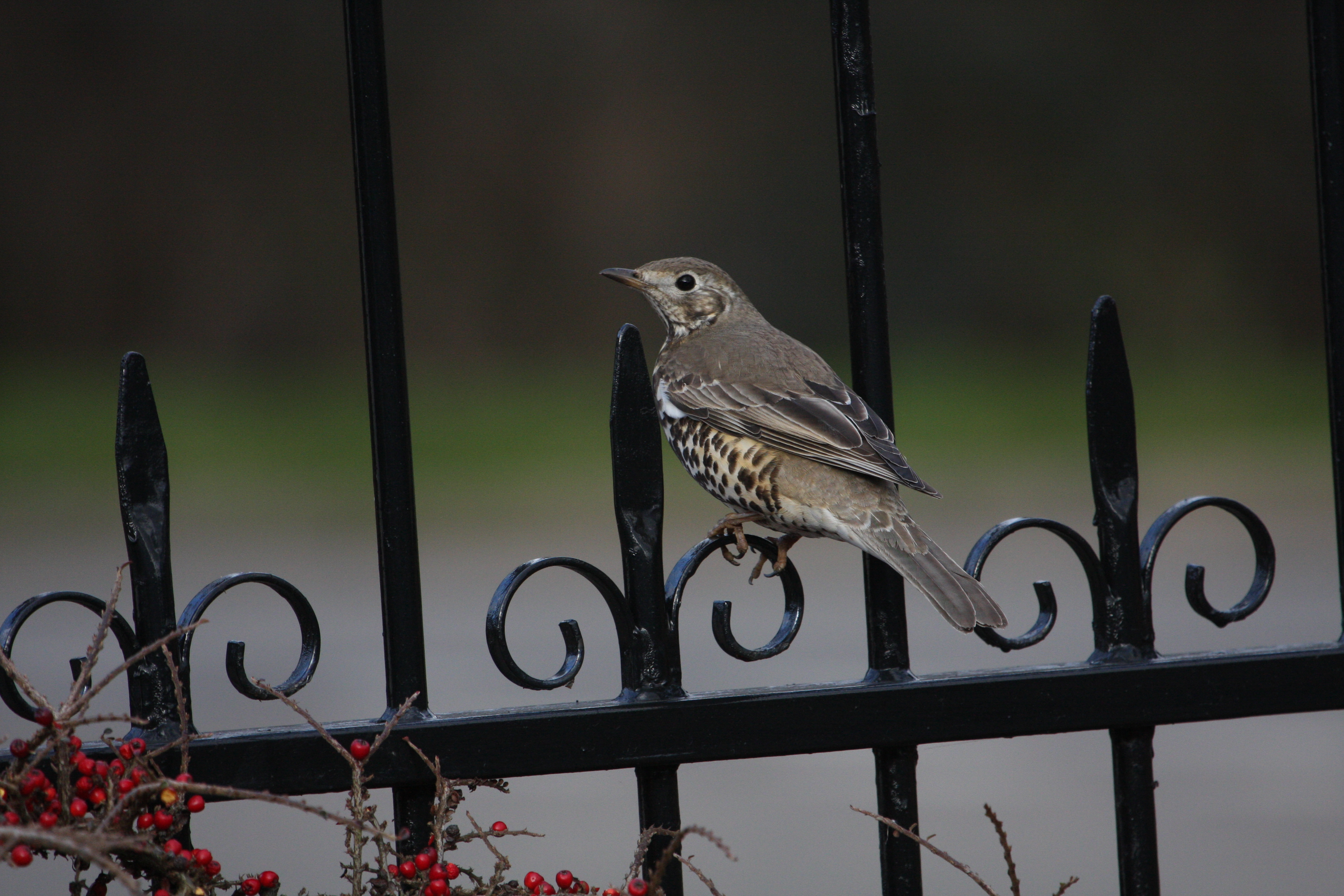 Mistle Thrush